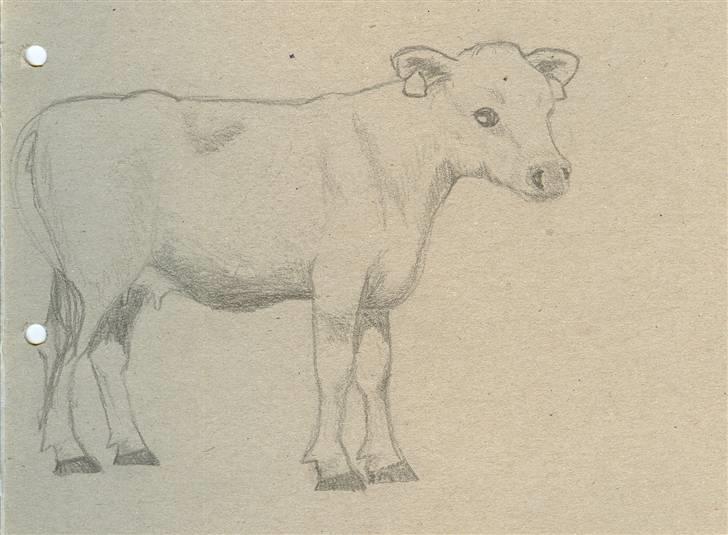 Tegninger jeg har tegnet... - Kvie.... tegnet i frihånd med inspiration i Mia, min kvie... billede 19