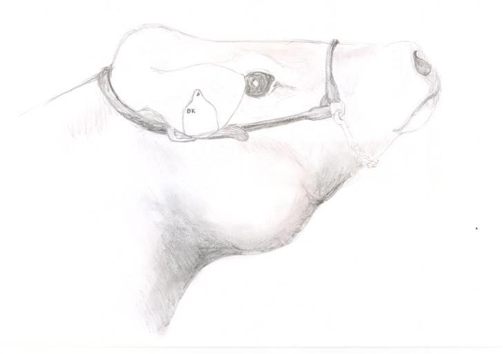 Tegninger jeg har tegnet... - Kohoved... tegnet i frihånd billede 20