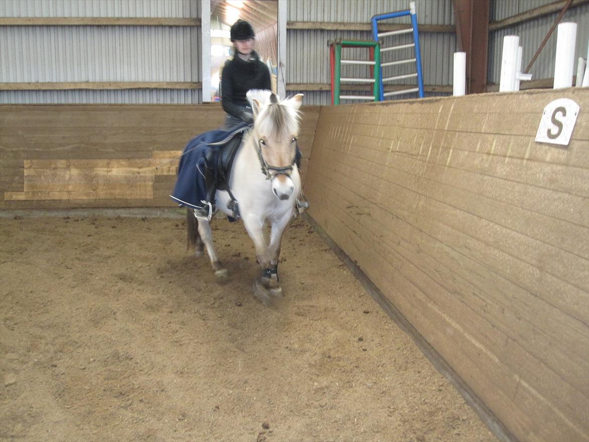 Arkibald og Noa Højland billede 4