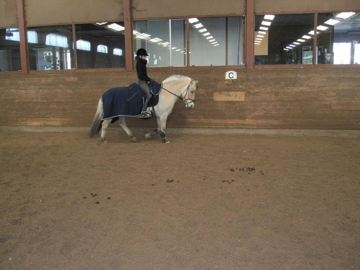 Arkibald og Noa Højland billede 5