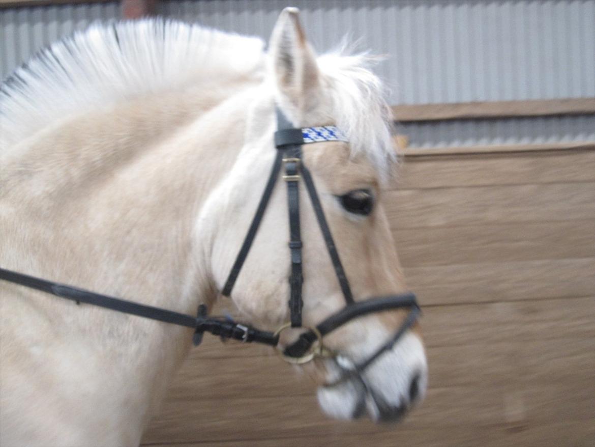 Arkibald og Noa Højland billede 7