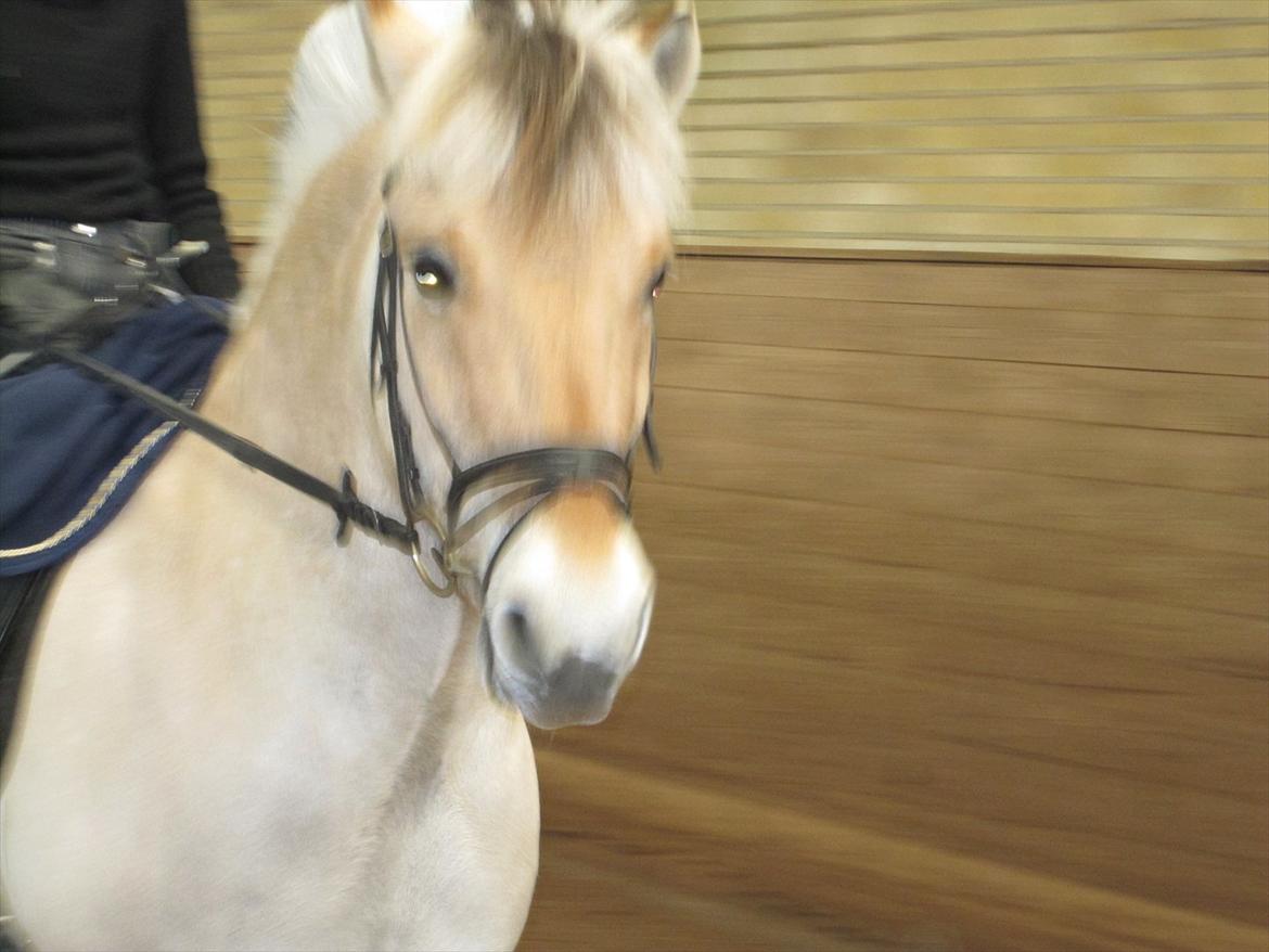 Arkibald og Noa Højland billede 9