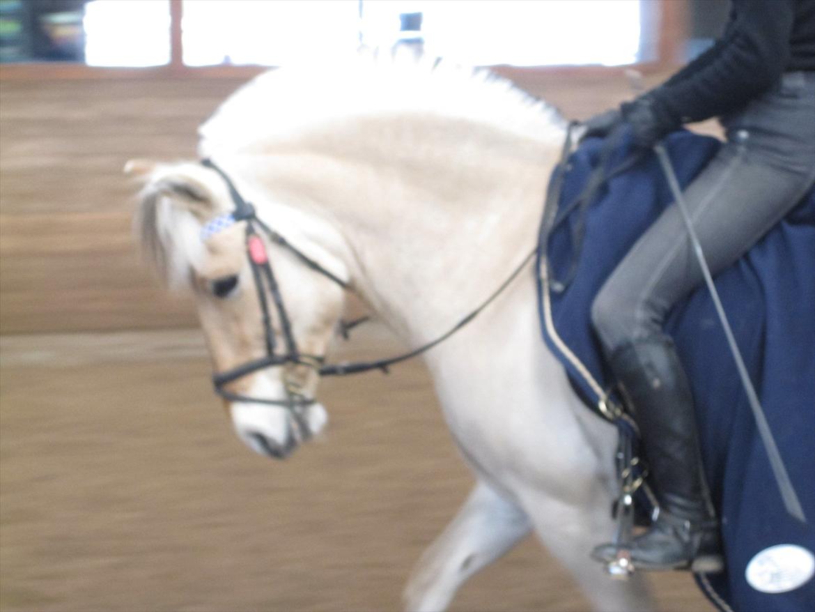 Arkibald og Noa Højland billede 10