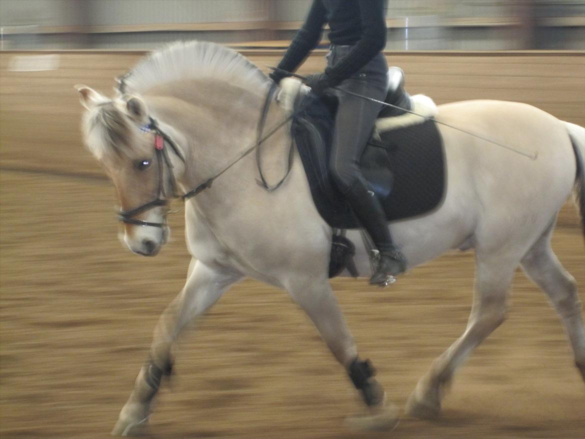 Arkibald og Noa Højland billede 12