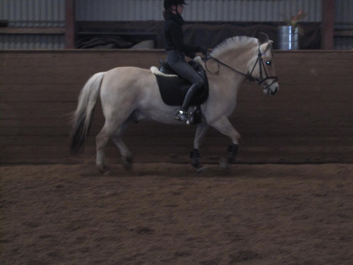 Arkibald og Noa Højland billede 19