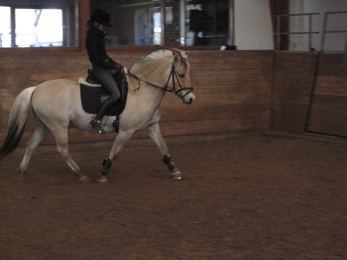 Arkibald og Noa Højland billede 20