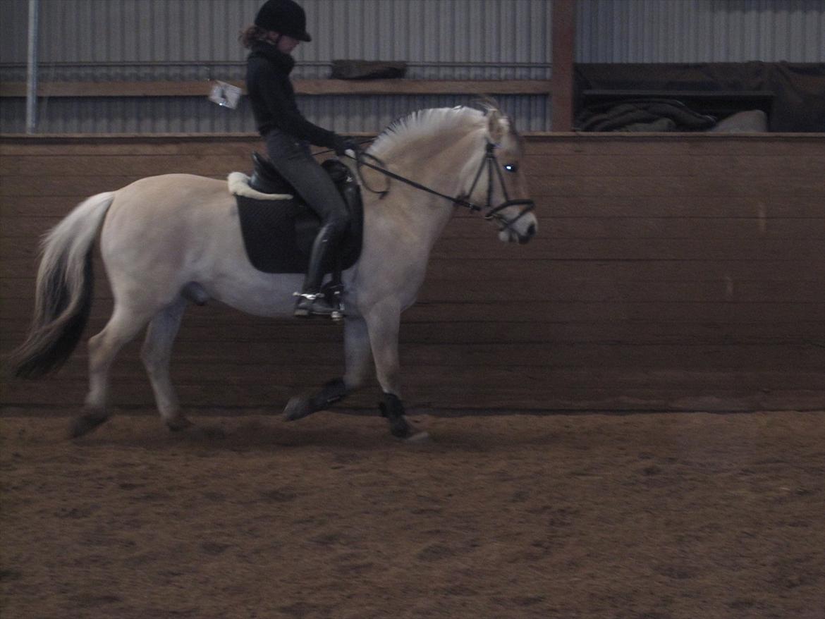 Arkibald og Noa Højland billede 22