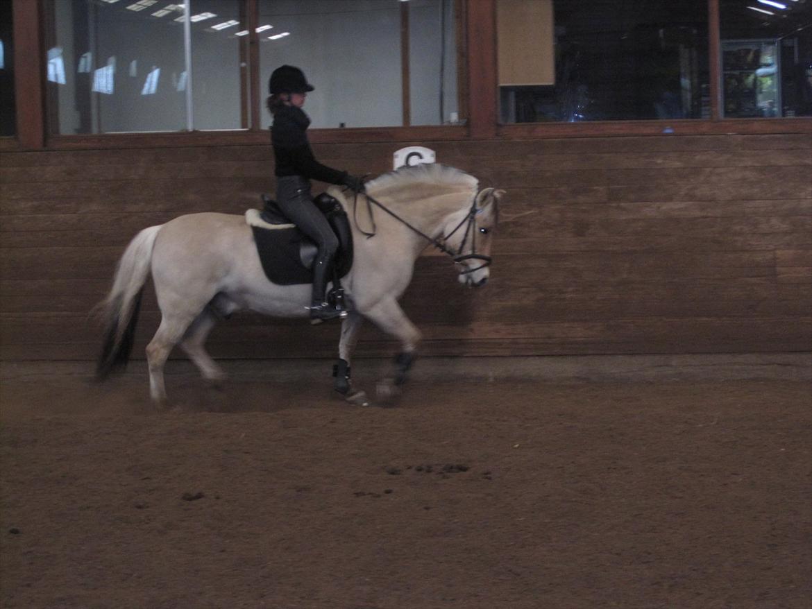 Arkibald og Noa Højland billede 23