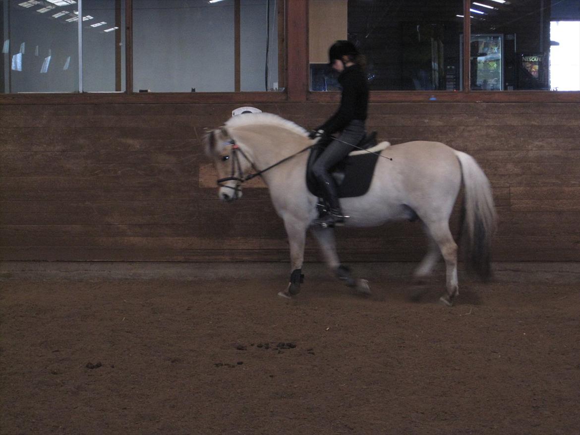 Arkibald og Noa Højland billede 33