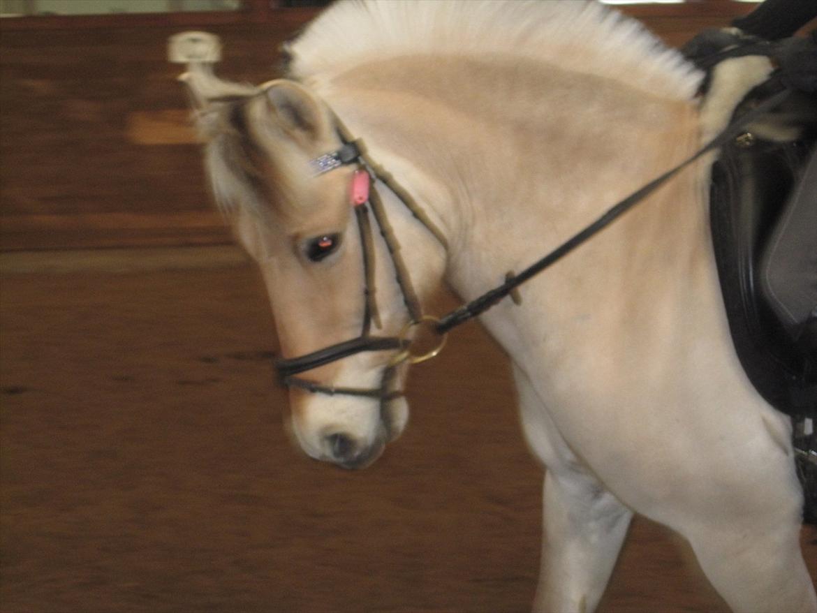 Arkibald og Noa Højland billede 41