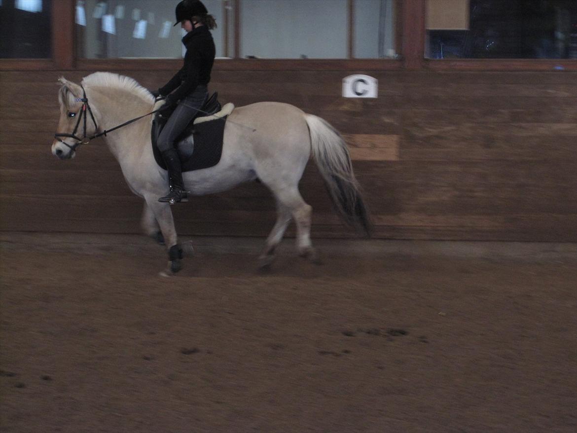 Arkibald og Noa Højland billede 42