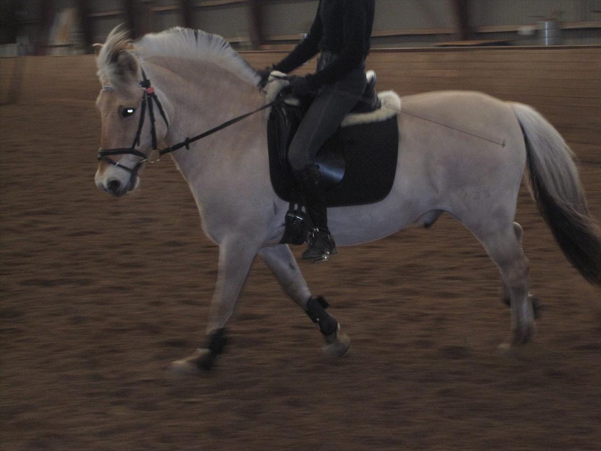 Arkibald og Noa Højland billede 43