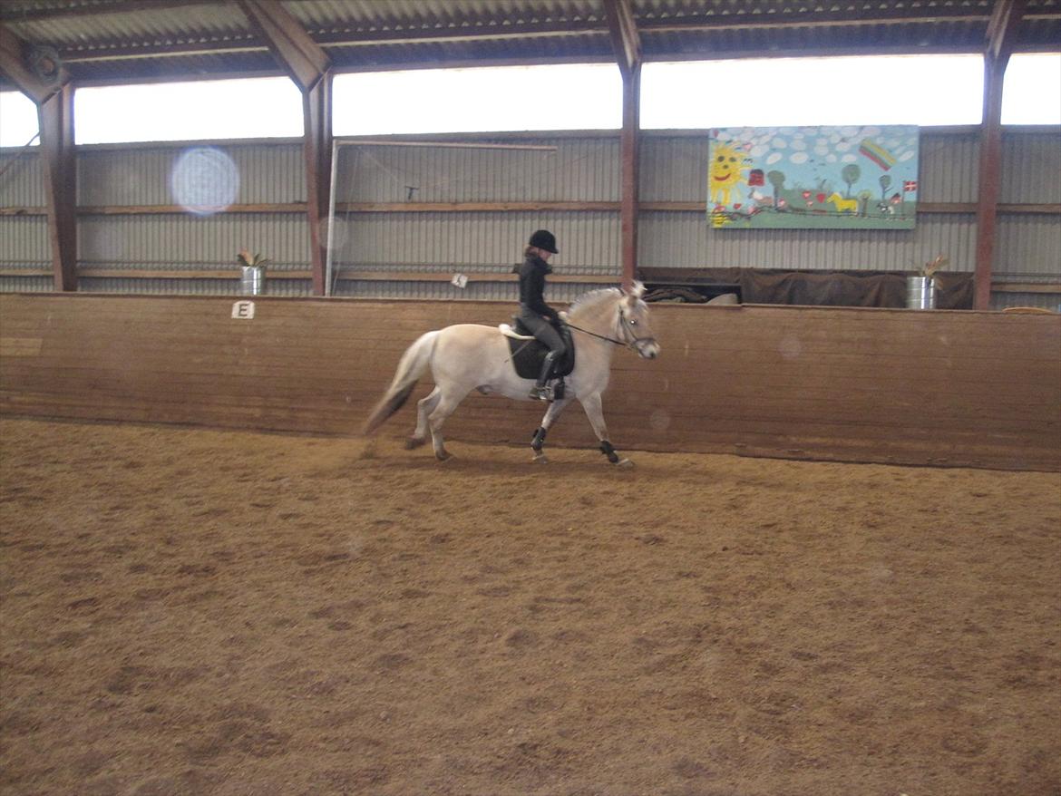 Arkibald og Noa Højland billede 46