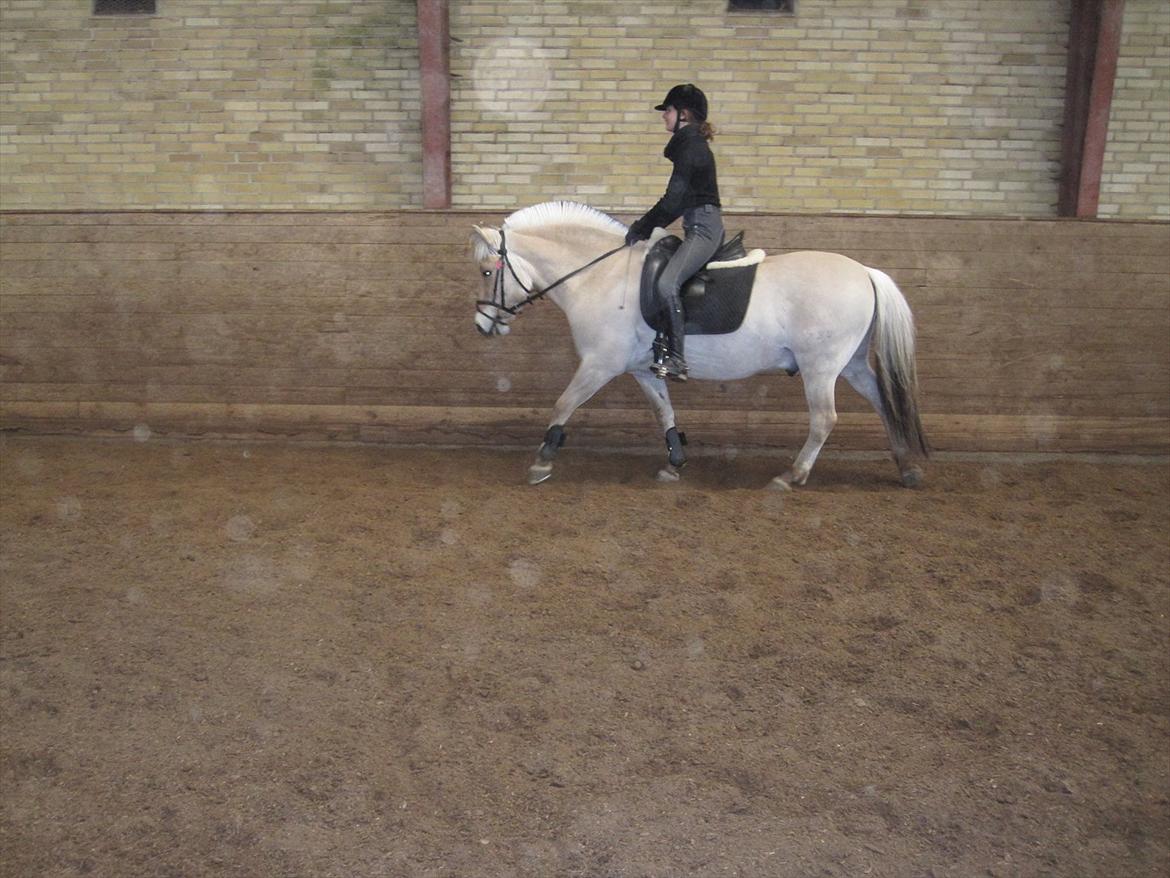 Arkibald og Noa Højland billede 49