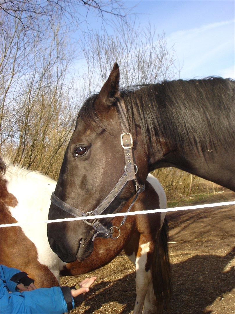 david v og ronja p, de to seje mennesker ;D billede 2