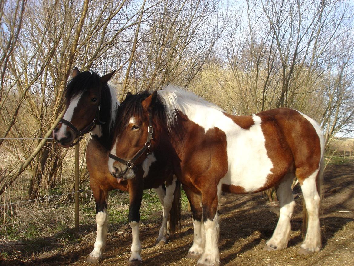 david v og ronja p, de to seje mennesker ;D billede 8