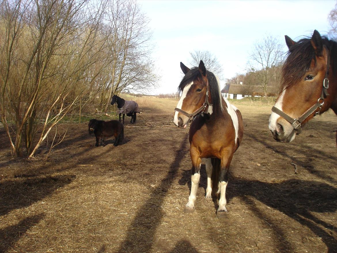 david v og ronja p, de to seje mennesker ;D billede 20