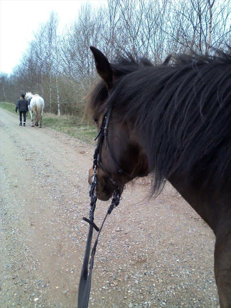 Vores billedebog. - Mig og Kaliber var på stortur, og dette billede tog jeg da vi trak det sidste af vejen hjem :-D Det var en super skøn tur :-D
Vi var afsted med 5 andre, og red en tur i skoven :-D billede 36