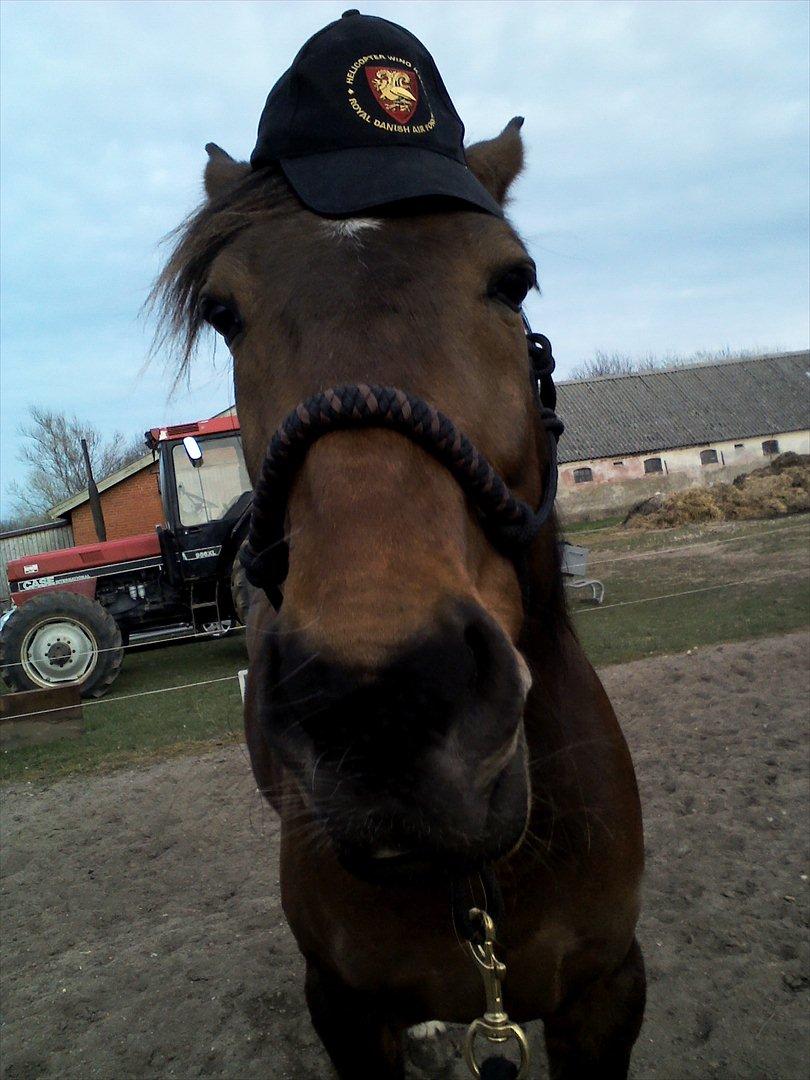 Vores billedebog. - Kasket Karl!!! xD Jeg skulle egentlig lære ham at tage kasket af, men efter lidt tid, blev det kedeligt, også gad han ikke spise den længere xD Så fik han den på i stedet xD billede 37