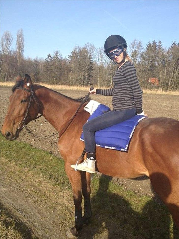 Lille pony med seletøj billede 7