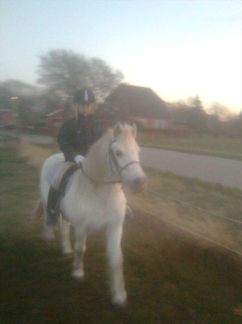 blandet igennem mine hesteår billede 19