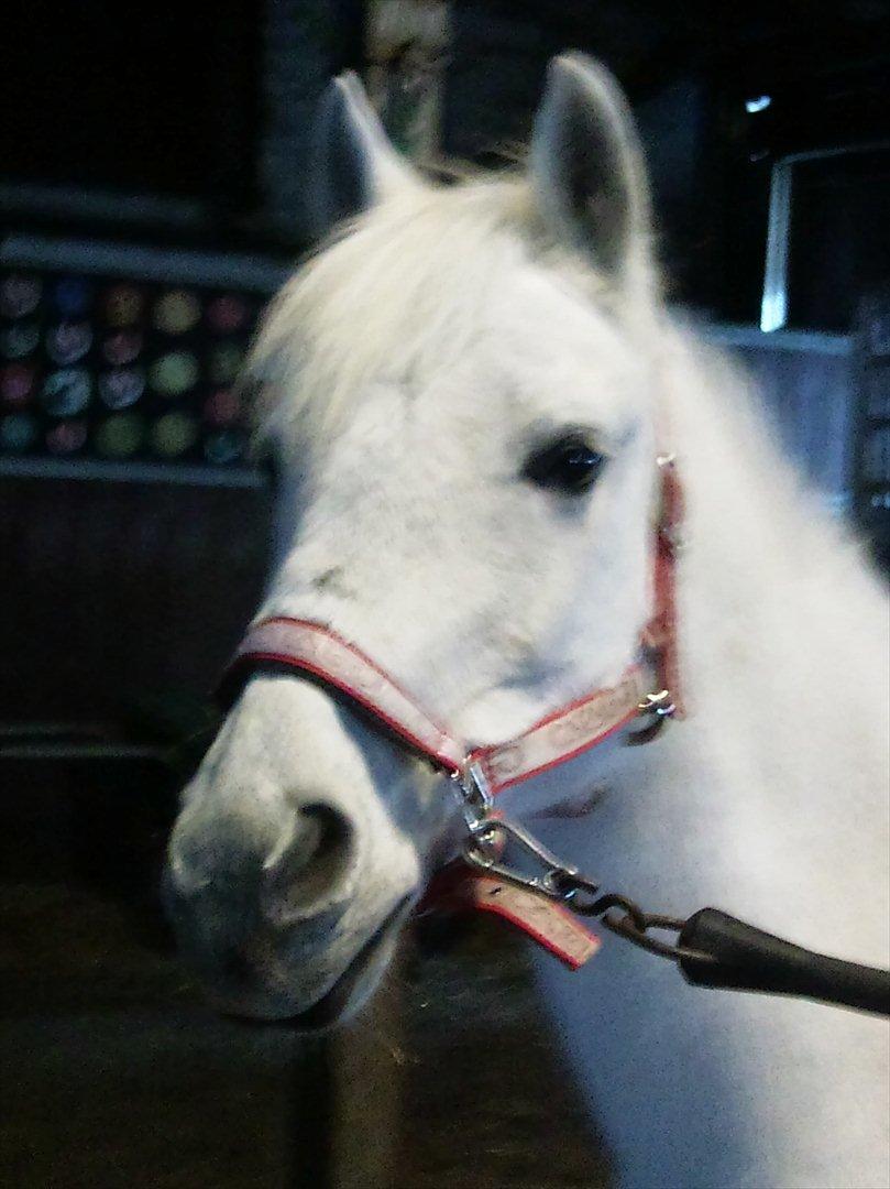 blandet igennem mine hesteår billede 20