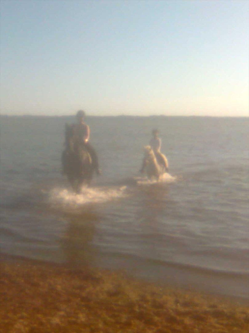 blandet igennem mine hesteår billede 23