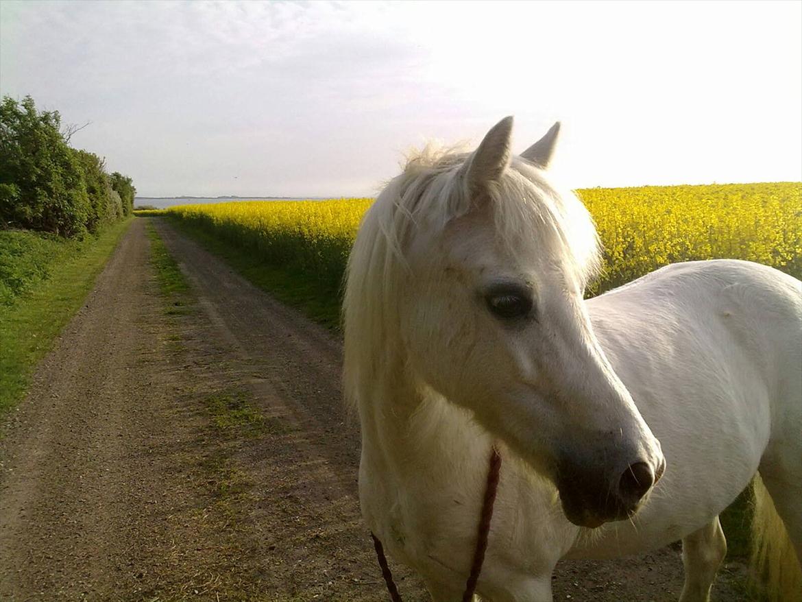 blandet igennem mine hesteår billede 24