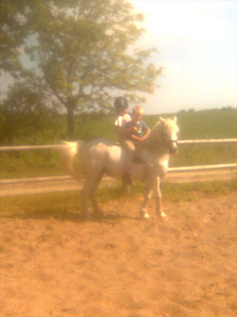 blandet igennem mine hesteår billede 25