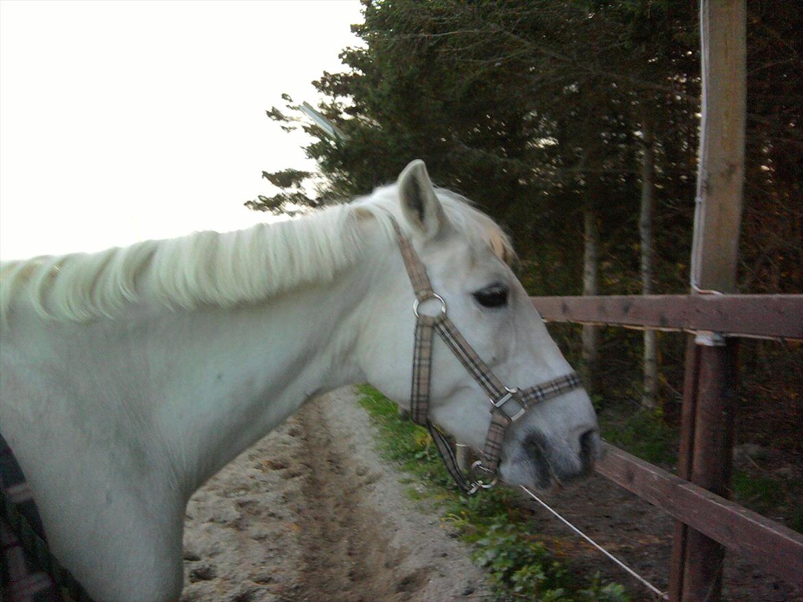 Lidt belleder af Cirkeline! :D <3 billede 1