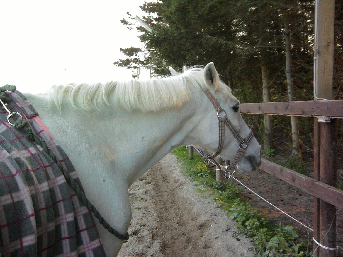 Lidt belleder af Cirkeline! :D <3 billede 2