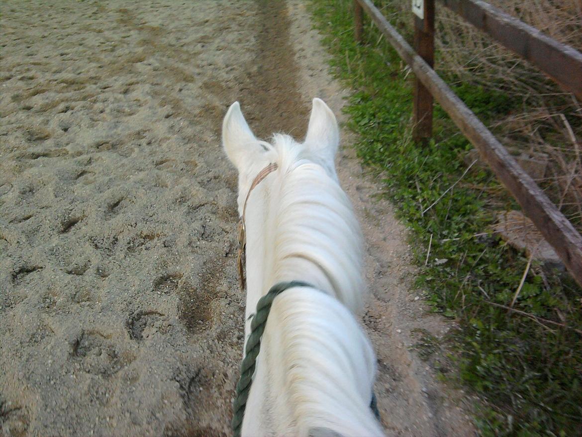 Lidt belleder af Cirkeline! :D <3 billede 3