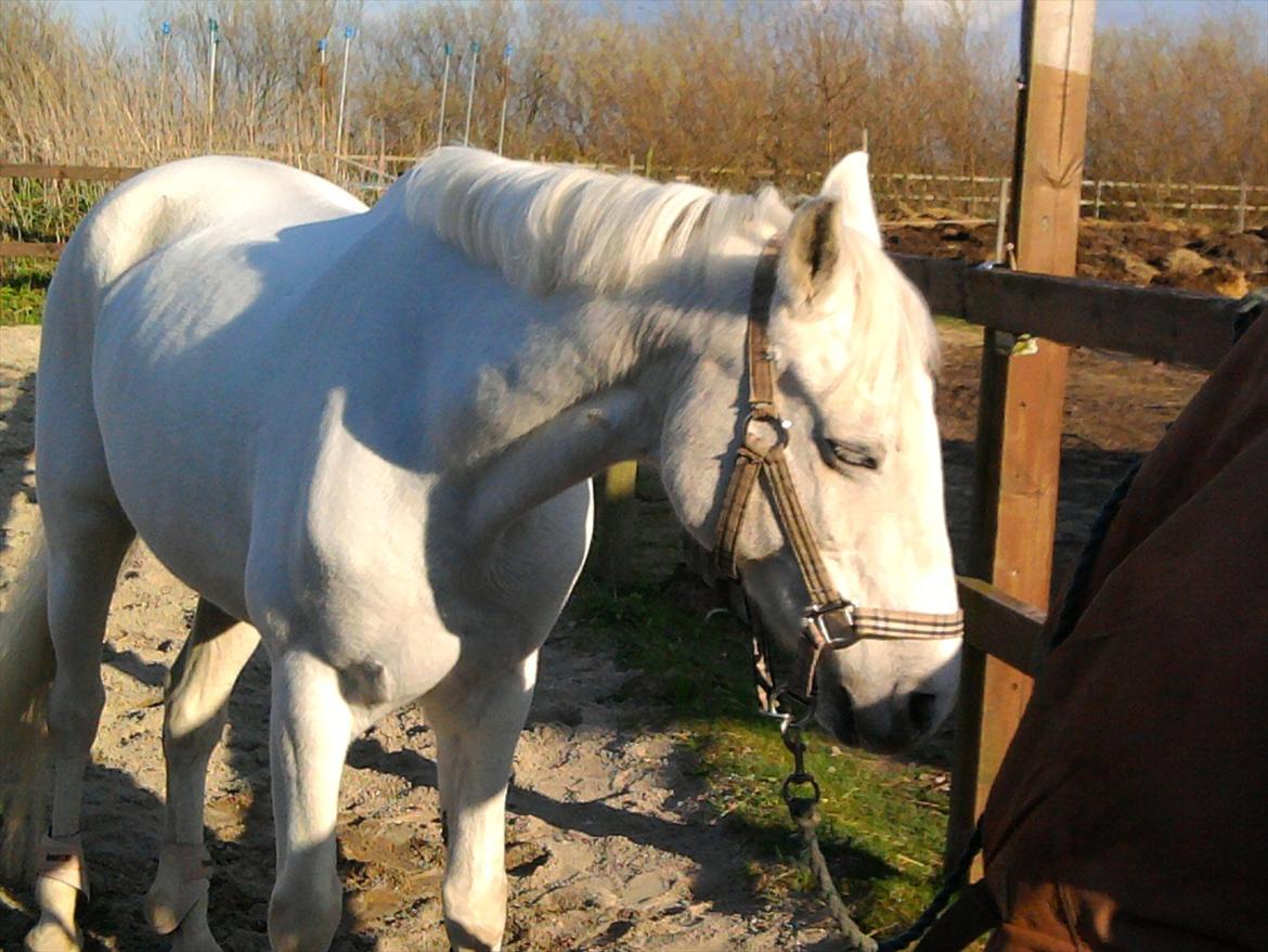 Lidt belleder af Cirkeline! :D <3 billede 9