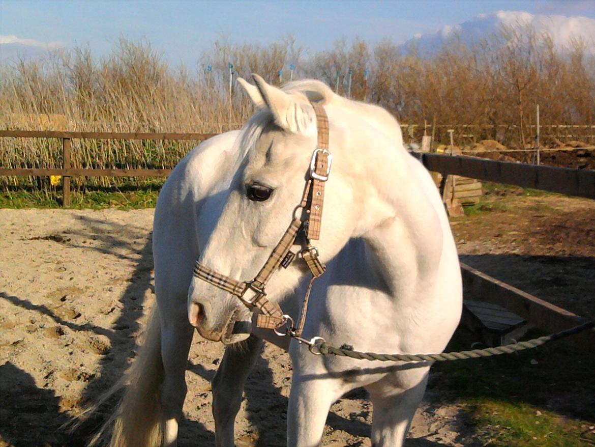 Lidt belleder af Cirkeline! :D <3 billede 10