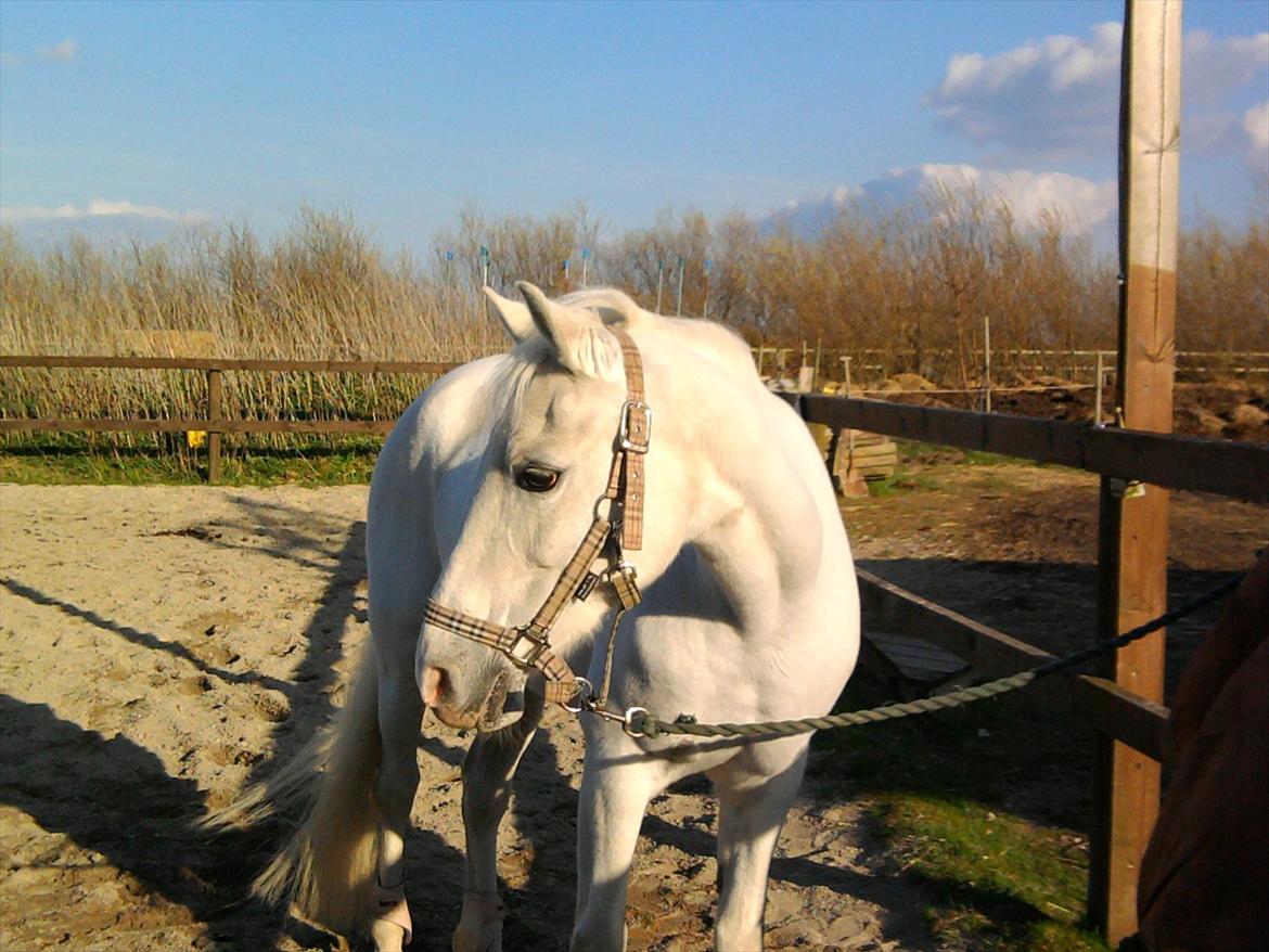 Lidt belleder af Cirkeline! :D <3 billede 11