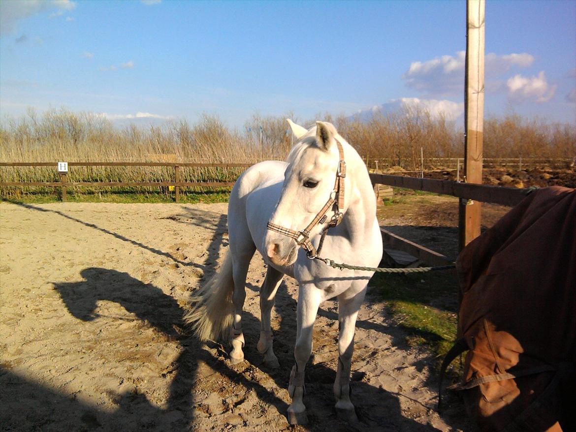 Lidt belleder af Cirkeline! :D <3 billede 12