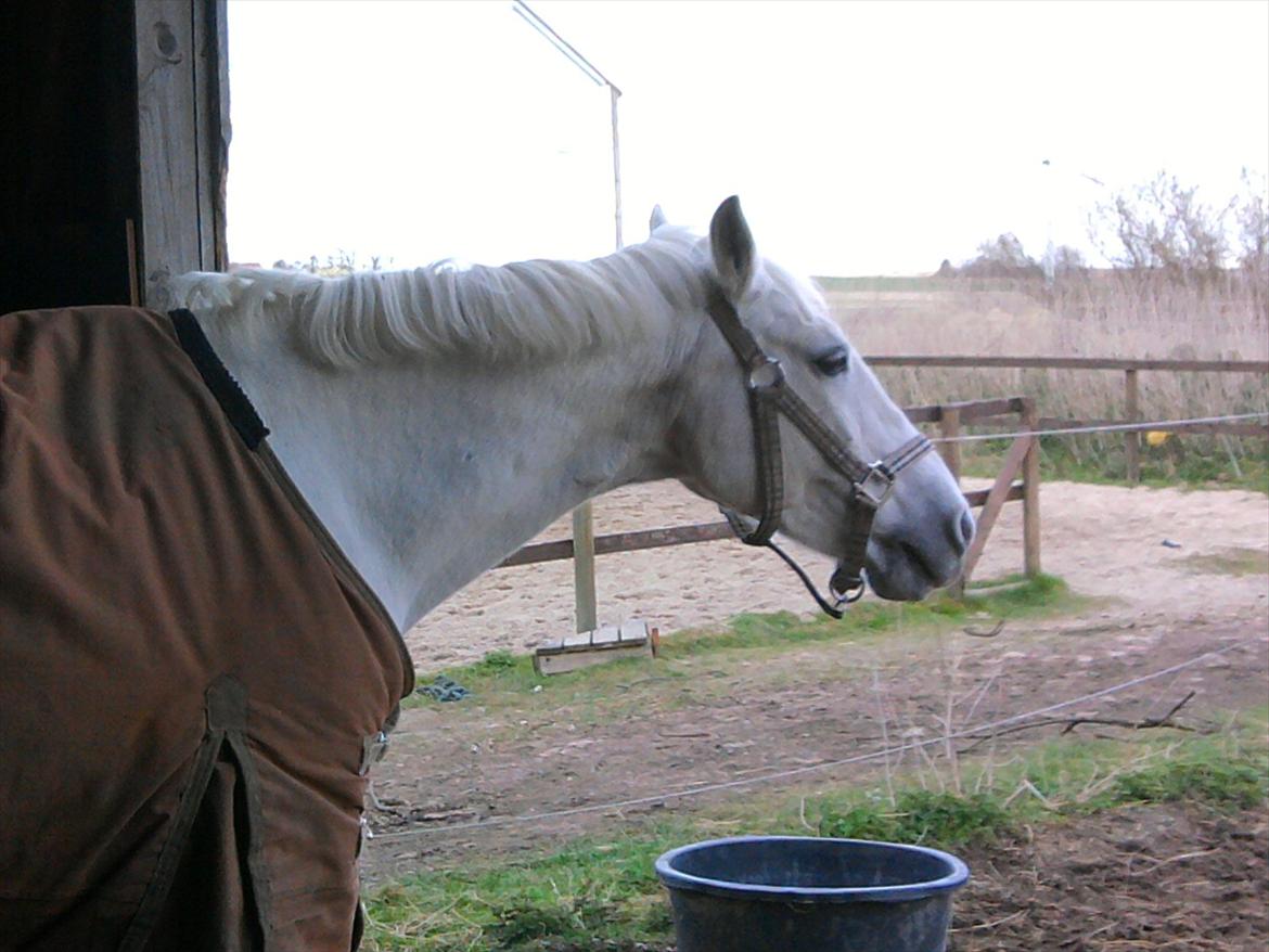 Lidt belleder af Cirkeline! :D <3 billede 13