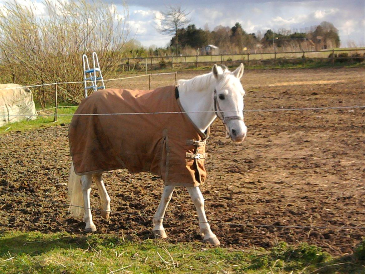 Lidt belleder af Cirkeline! :D <3 billede 14