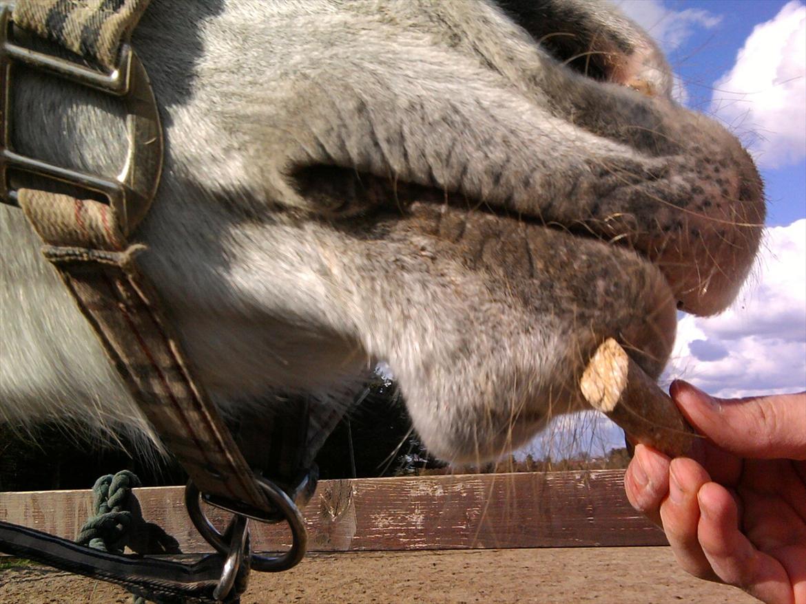 Lidt belleder af Cirkeline! :D <3 billede 15