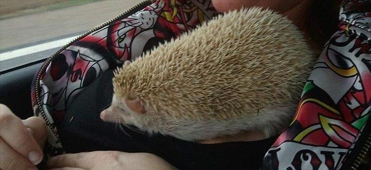 Afrikansk Dværg Pindsvin billede 1