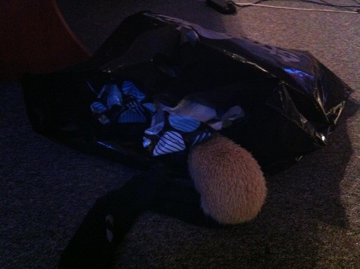 Afrikansk Dværg Pindsvin billede 4