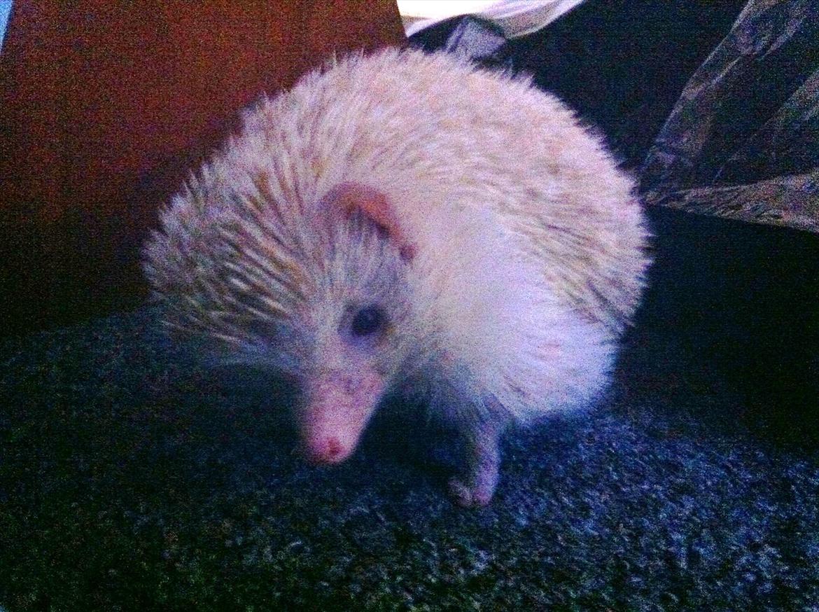 Afrikansk Dværg Pindsvin billede 5