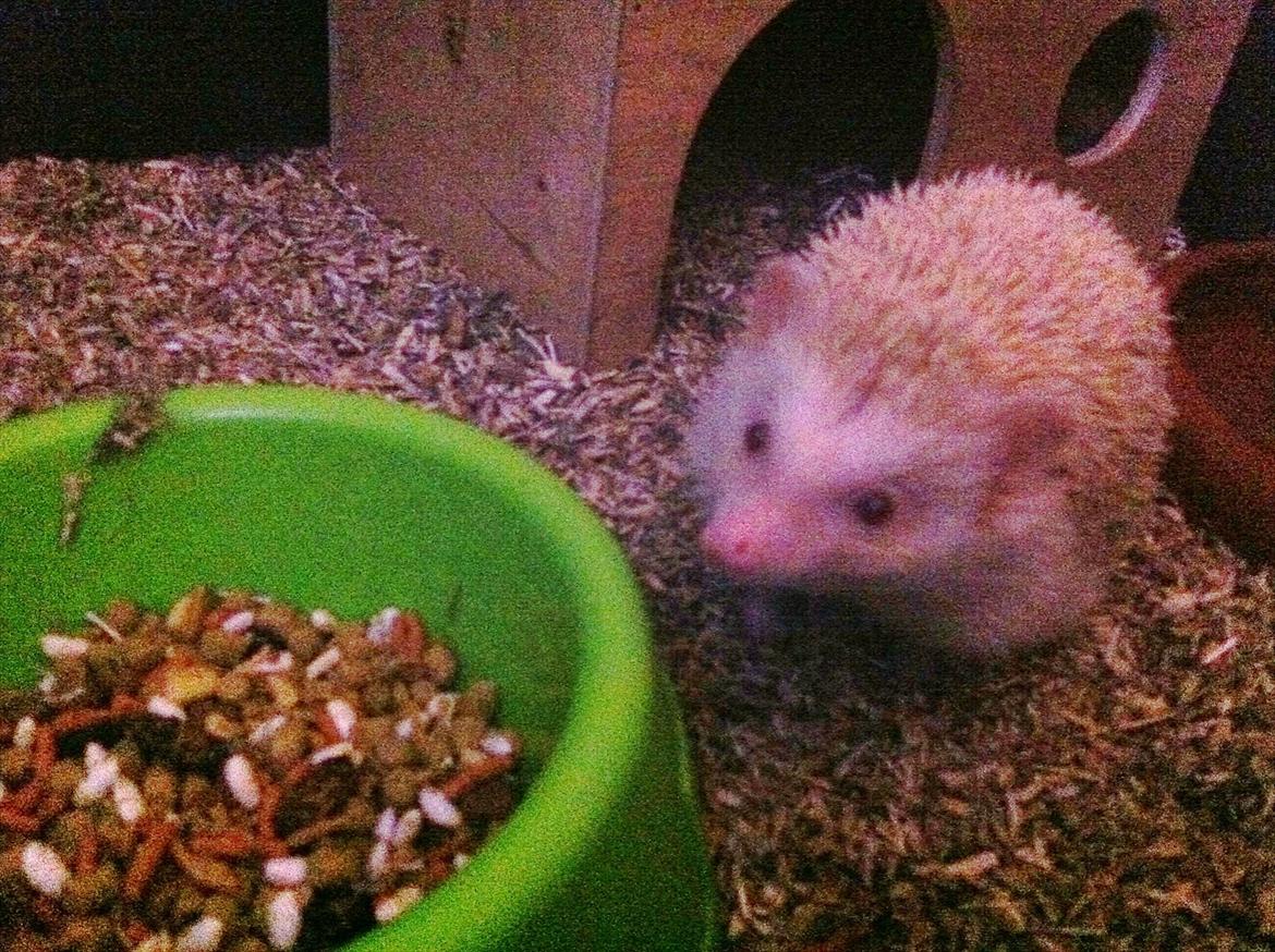 Afrikansk Dværg Pindsvin billede 6