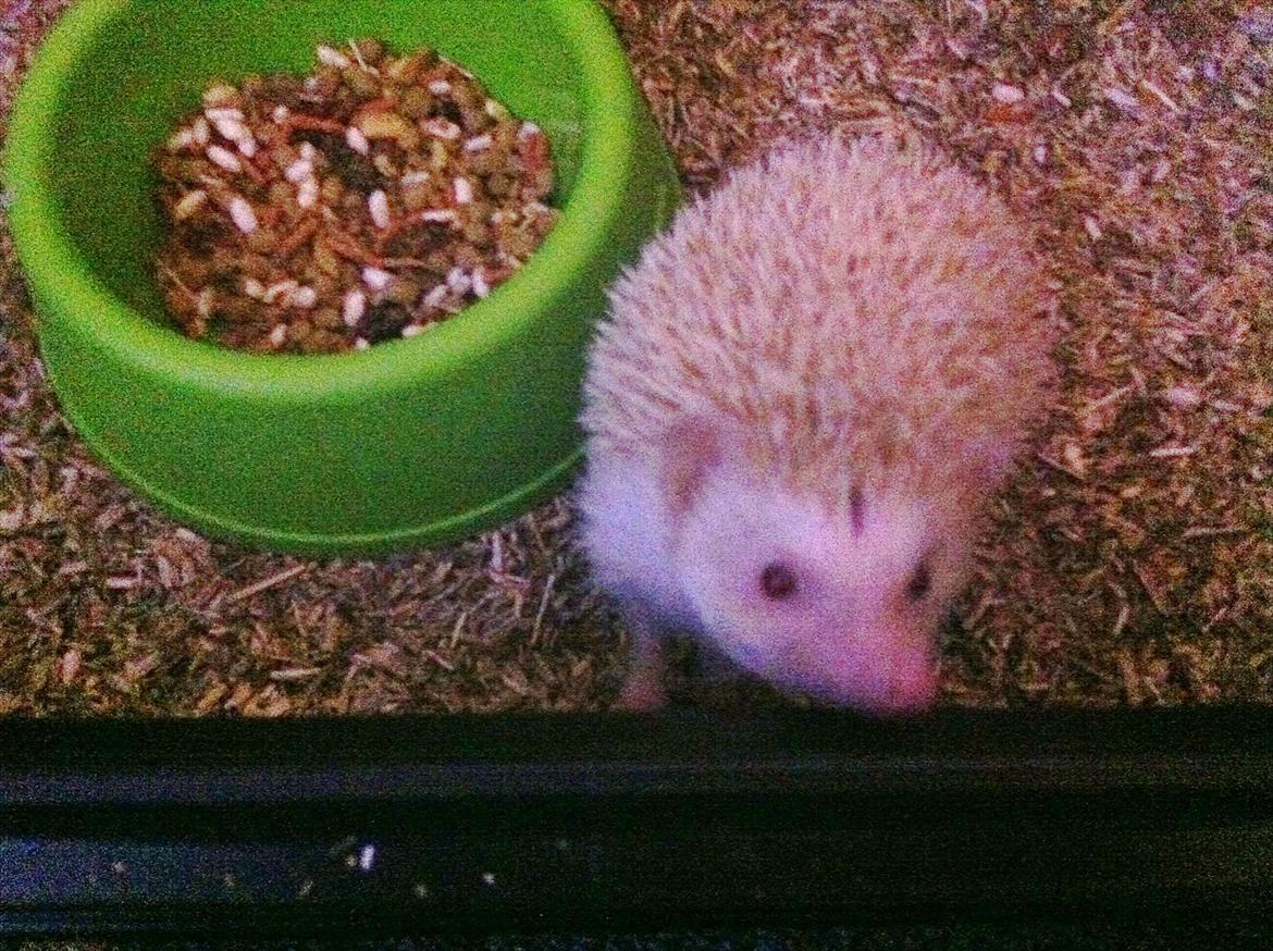 Afrikansk Dværg Pindsvin billede 7