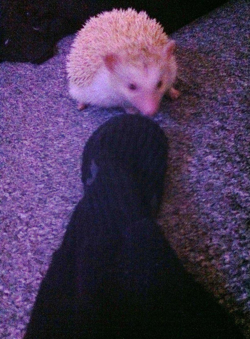 Afrikansk Dværg Pindsvin billede 9