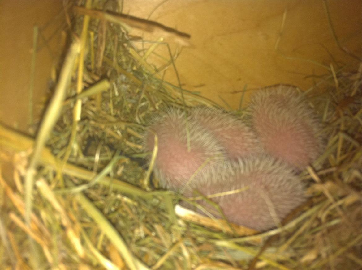 Afrikansk Dværg Pindsvin billede 11