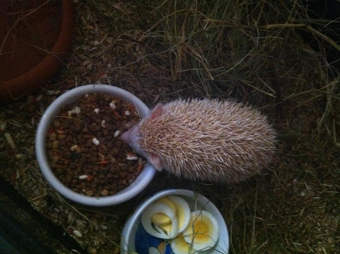 Afrikansk Dværg Pindsvin billede 12