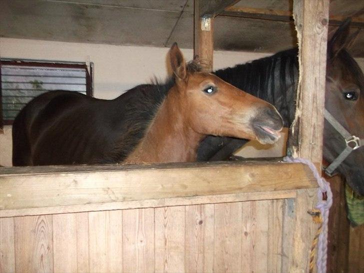 Højagers Lukina (Med føl efter Lambrusco Ask) billede 3