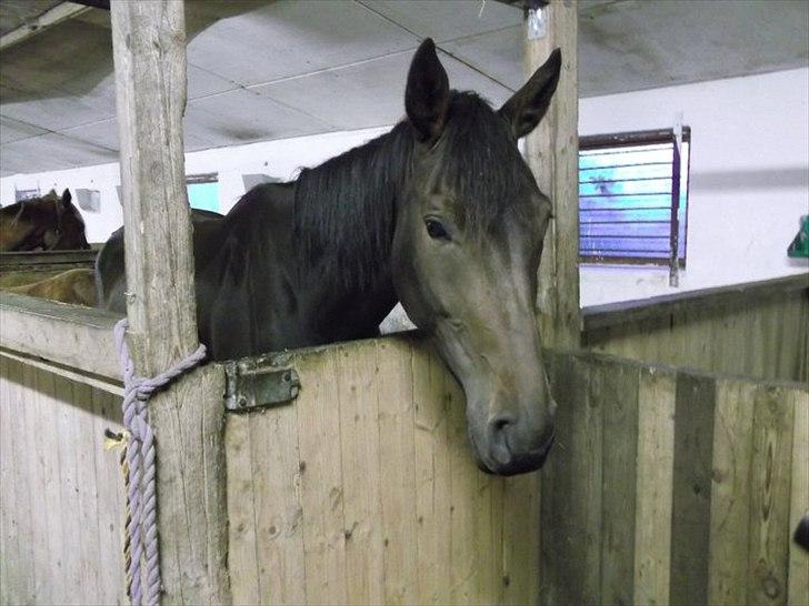 Højagers Lukina (Med føl efter Lambrusco Ask) billede 4