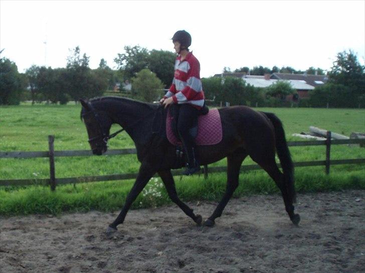 Højagers Lukina (Med føl efter Lambrusco Ask) billede 5